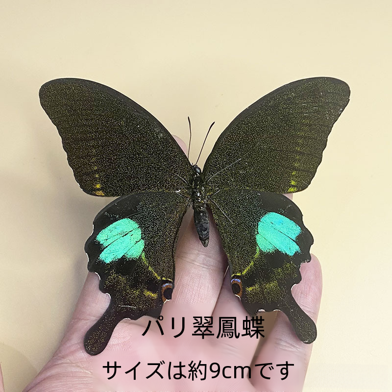 本物の蝶の標本スプレッドウィンググリーンバンドエメラルドアゲハ昆虫カブトムシ幼稚園教育科学展示|undefined