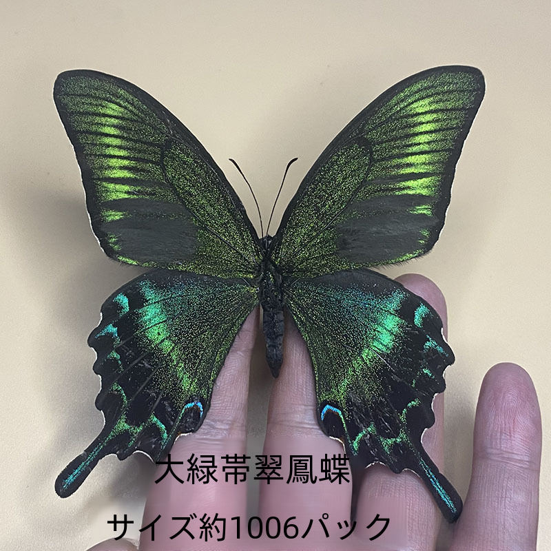 本物の蝶の標本スプレッドウィンググリーンバンドエメラルドアゲハ昆虫カブトムシ幼稚園教育科学展示|undefined